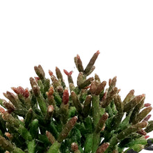 Load image into Gallery viewer, Cactus, 4in, Rhipsalis Burchelli (Mistletoe Cact.)