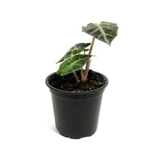 Load image into Gallery viewer, Alocasia, 4in, Bambino Curly