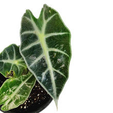 Load image into Gallery viewer, Alocasia, 4in, Bambino Curly