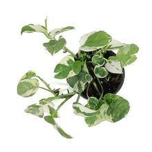 Load image into Gallery viewer, Pothos, 4in, N'Joy