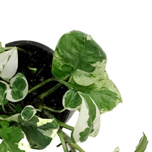 Load image into Gallery viewer, Pothos, 4in, N'Joy