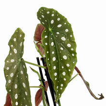 Load image into Gallery viewer, Begonia, 6in, Maculata Polka Dot