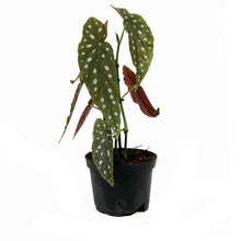 Load image into Gallery viewer, Begonia, 6in, Maculata Polka Dot