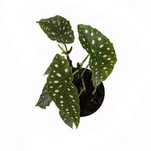 Load image into Gallery viewer, Begonia, 6in, Maculata Polka Dot