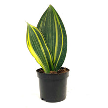 Load image into Gallery viewer, Sansevieria, 6in, Whale Fin Variegated