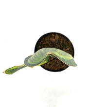 Load image into Gallery viewer, Sansevieria, 6in, Whale Fin Variegated