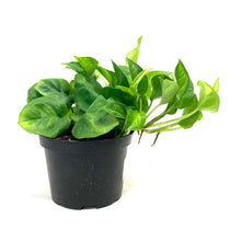 Load image into Gallery viewer, Pothos, 6in, Global Green