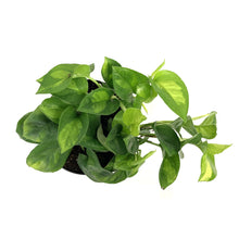 Load image into Gallery viewer, Pothos, 6in, Global Green