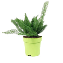Load image into Gallery viewer, Fern, 7in, Foxtail