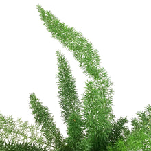 Load image into Gallery viewer, Fern, 7in, Foxtail