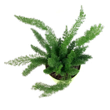Load image into Gallery viewer, Fern, 7in, Foxtail