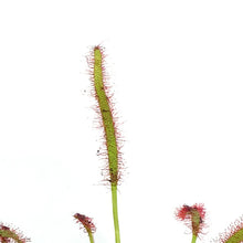 Load image into Gallery viewer, Sundew, 3.5in, Cape