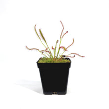 Load image into Gallery viewer, Sundew, 3.5in, Cape