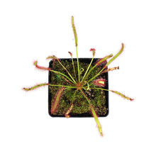 Load image into Gallery viewer, Sundew, 3.5in, Cape