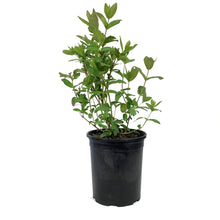 Load image into Gallery viewer, Haskap Berry, 1 gal, Boreal Beauty