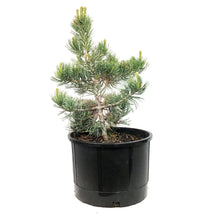 Load image into Gallery viewer, Pine, 5 gal, Limber
