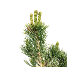 Load image into Gallery viewer, Pine, 5 gal, Limber