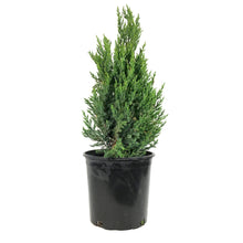 Load image into Gallery viewer, Juniper, 2 gal, Blue Point