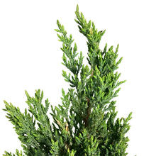 Load image into Gallery viewer, Juniper, 2 gal, Blue Point