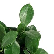 Load image into Gallery viewer, Hoya, 6in, Australis