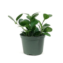 Load image into Gallery viewer, Hoya, 6in, Australis