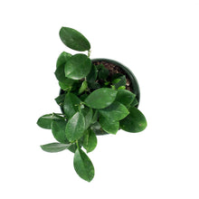 Load image into Gallery viewer, Hoya, 6in, Australis
