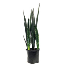 Load image into Gallery viewer, Sansevieria, 8in, Zulu