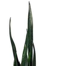 Load image into Gallery viewer, Sansevieria, 8in, Zulu