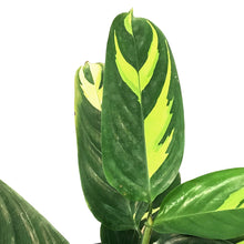 Load image into Gallery viewer, Ctenanthe, 8in, Lubbersiana