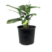 Load image into Gallery viewer, Ctenanthe, 8in, Lubbersiana