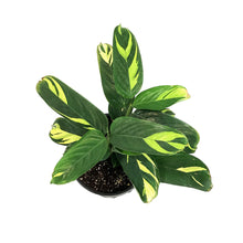 Load image into Gallery viewer, Ctenanthe, 8in, Lubbersiana