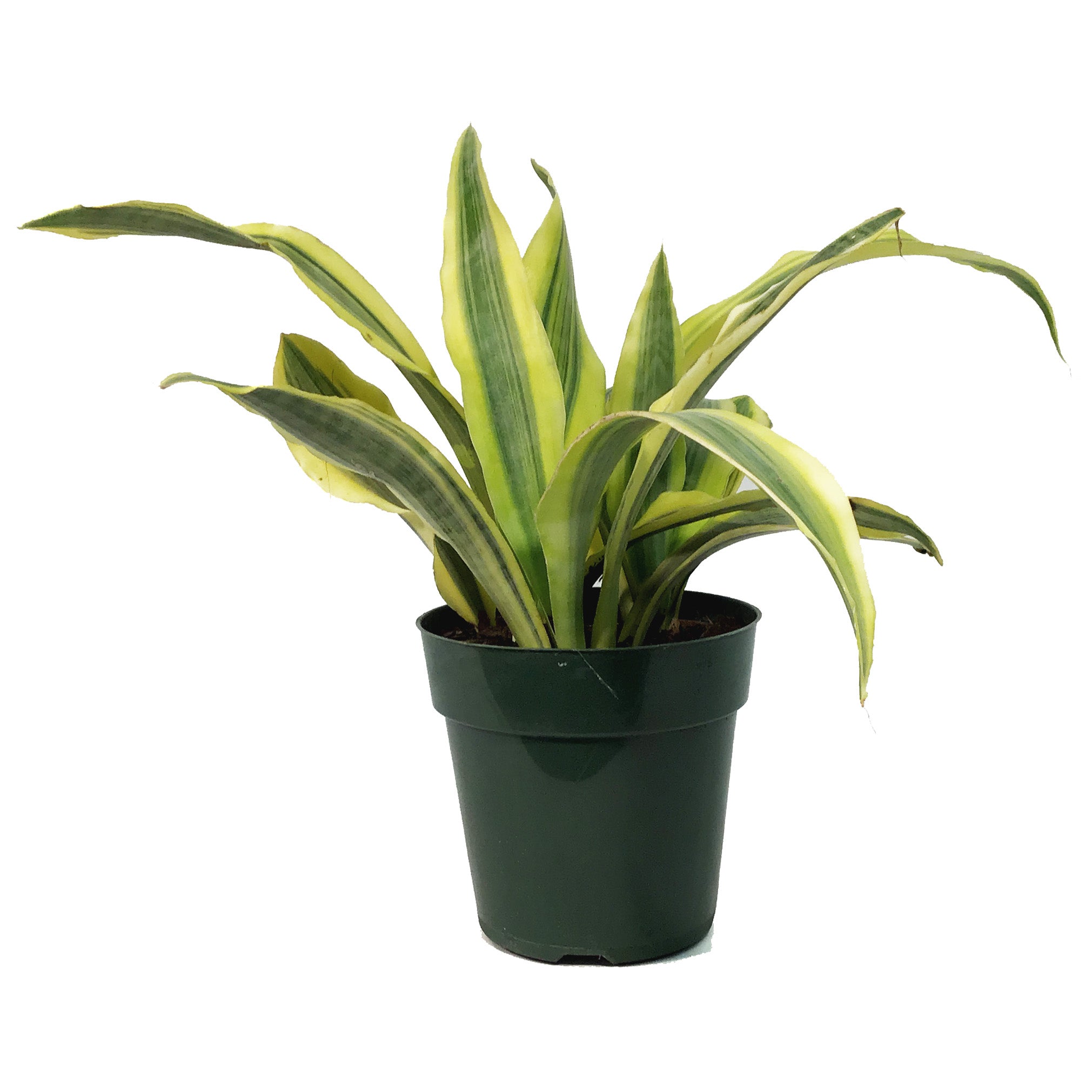 sansevieria yellowstone Sansevieria, 6in, Yellowstone