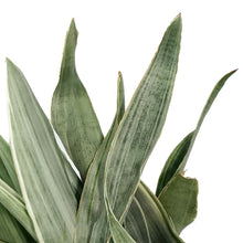 Load image into Gallery viewer, Sansevieria, 6in, Sayuri