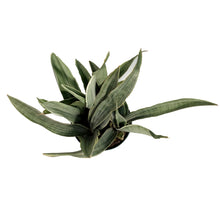 Load image into Gallery viewer, Sansevieria, 6in, Sayuri