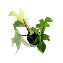 Load image into Gallery viewer, Philodendron, 4in, Florida Mint