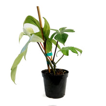 Load image into Gallery viewer, Philodendron, 4in, Florida Mint