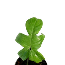 Load image into Gallery viewer, Philodendron, 4in, Florida Mint