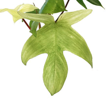 Load image into Gallery viewer, Philodendron, 4in, Florida Mint