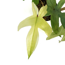 Load image into Gallery viewer, Philodendron, 4in, Florida Mint