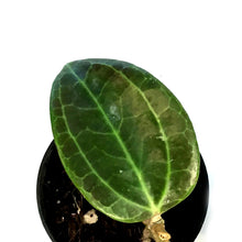 Load image into Gallery viewer, Hoya, 3in, Sarawak Cream