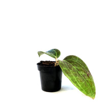 Load image into Gallery viewer, Hoya, 3in, Sarawak Cream