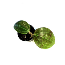 Load image into Gallery viewer, Hoya, 3in, Sarawak Cream