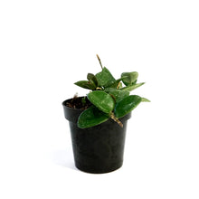 Load image into Gallery viewer, Hoya, 3in, Mathilde