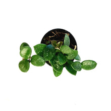 Load image into Gallery viewer, Hoya, 3in, Mathilde