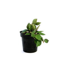 Load image into Gallery viewer, Hoya, 3in, Krohniana Black