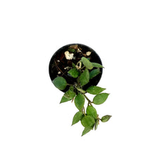 Load image into Gallery viewer, Hoya, 3in, Krohniana Black