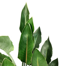 Load image into Gallery viewer, Bird of Paradise, 14in, Yellow Mandela's Gold