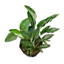 Load image into Gallery viewer, Bird of Paradise, 14in, Yellow Mandela's Gold