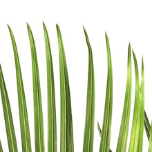 Load image into Gallery viewer, Palm, 12in, Spindle