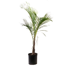 Load image into Gallery viewer, Palm, 12in, Spindle